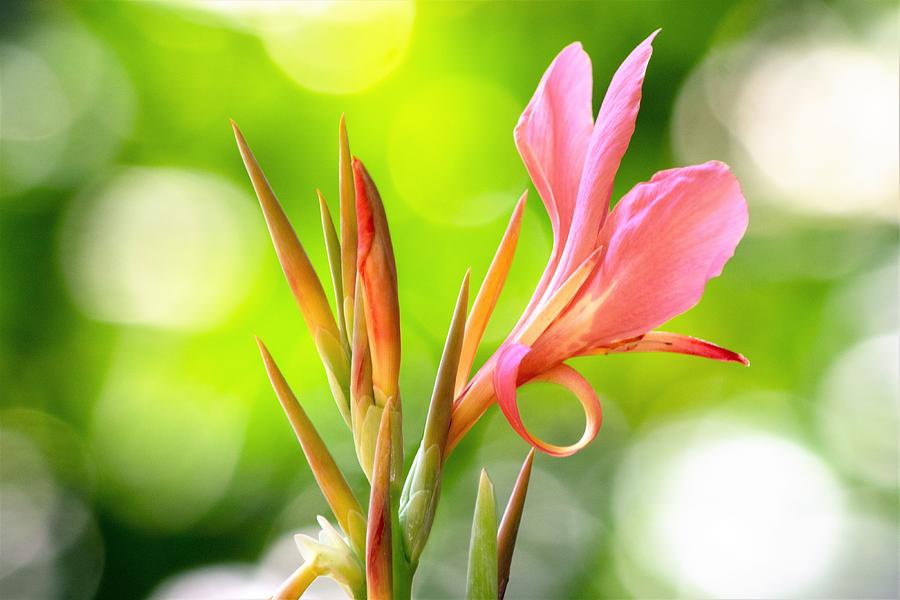 Flower Photograph - Canna Lily by Mary Ann Artz