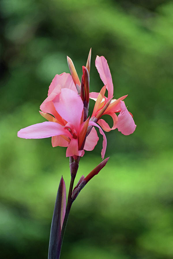 Canna Lily No. 8-1 Photograph by Sandy Taylor