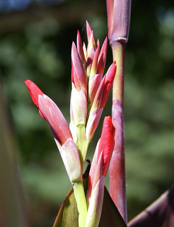 Canna lily ready to bloom Photograph by Ron Koivisto Fine Art America