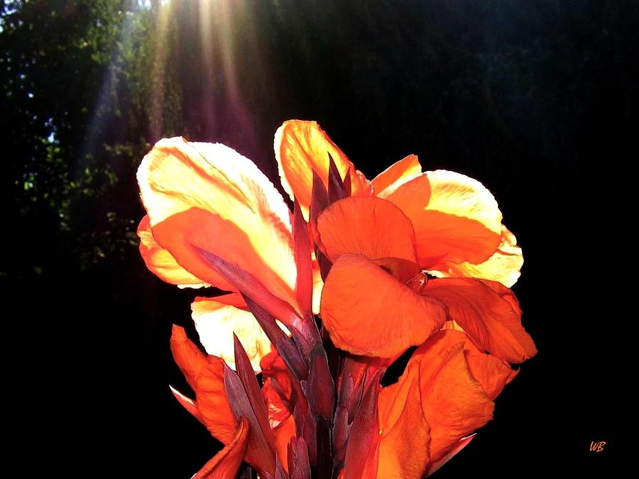 Summer Photograph - Canna Lily by Will Borden