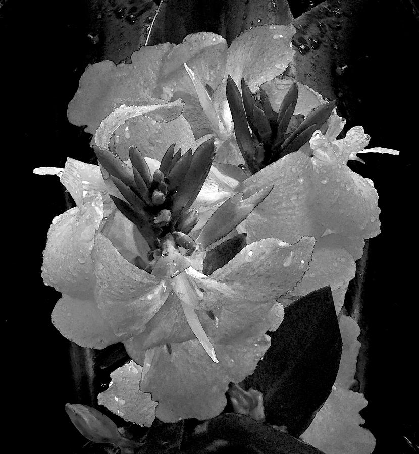 Lily Photograph - Canna Lily with Rain in Black and White by Michele Avanti