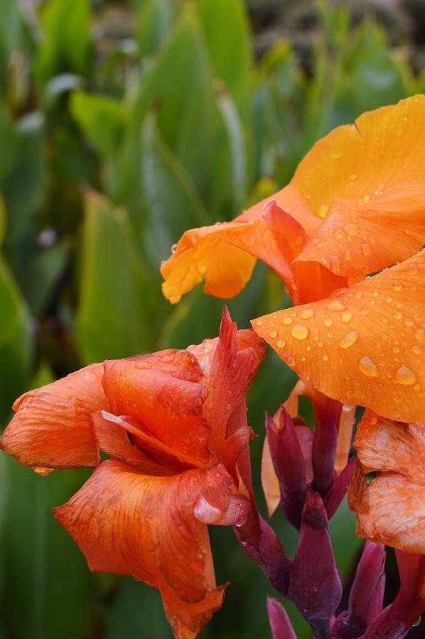 Canna Lily with Raindrops Photograph by Warren Thompson
