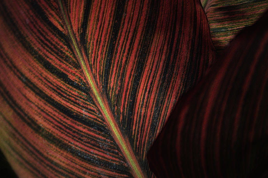 Canna Leaves Photograph by Nadalyn Larsen