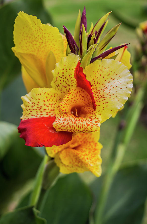 Flower Photograph - Canna Yellow King Humbert by Venetia Featherstone-Witty