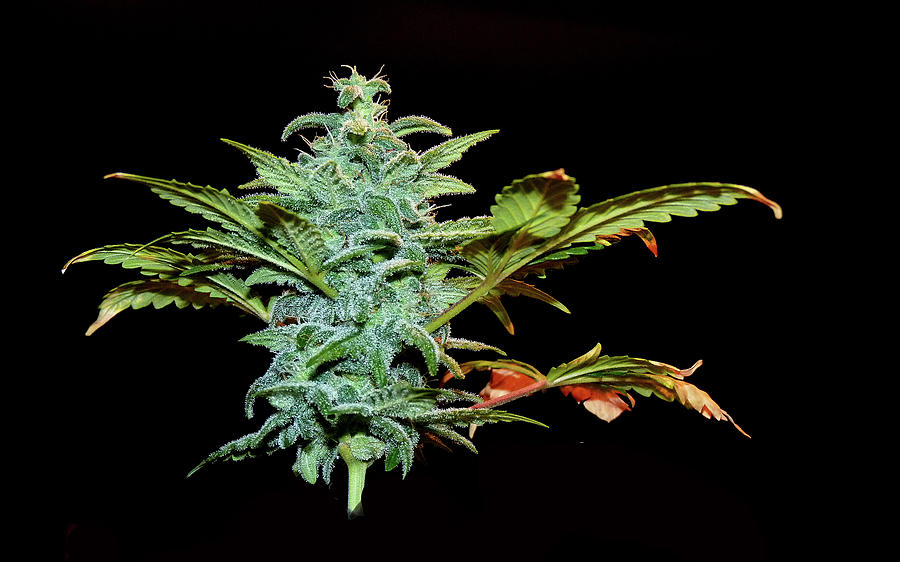 Weed Photograph by Stuart Harrison