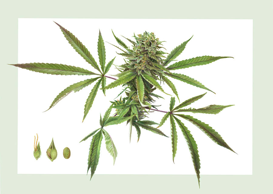 Cannabis Drawing by Dorothy DePaulo