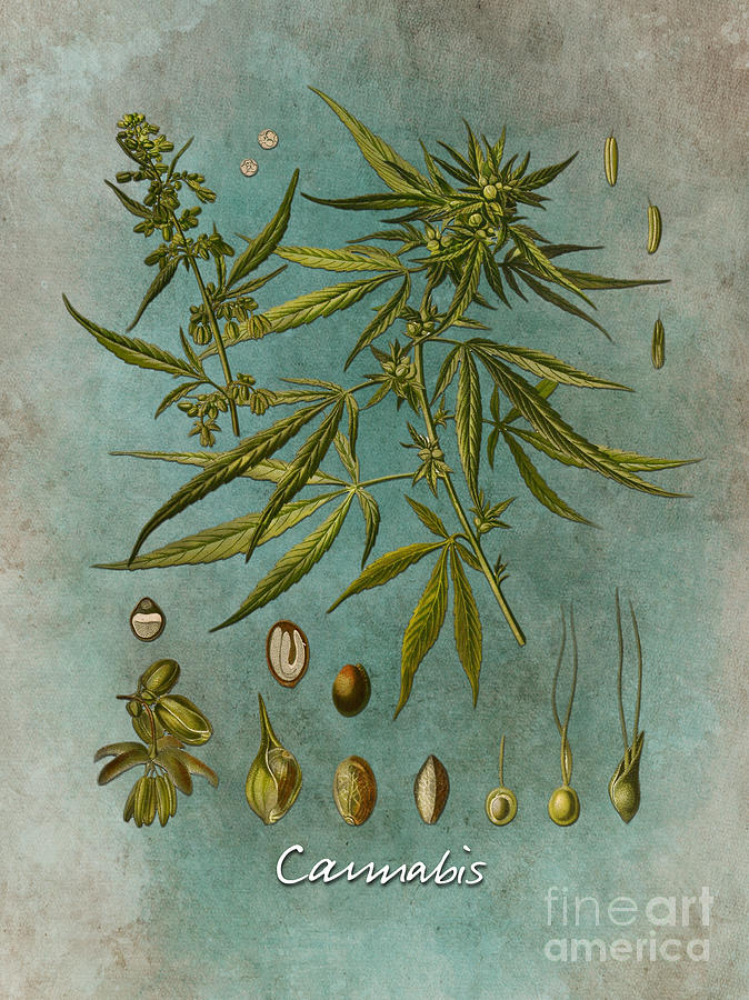 Cannabis  Digital Art by Justyna Jaszke JBJart