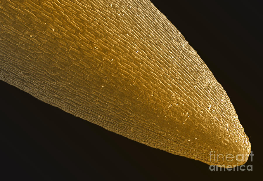 Cannabis Root, SEM Photograph by Ted Kinsman