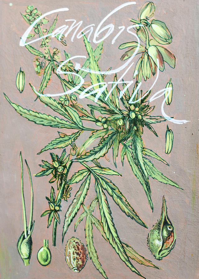 Cannabis sativa.Marijuana botanical Mixed Media by Vali Irina Ciobanu