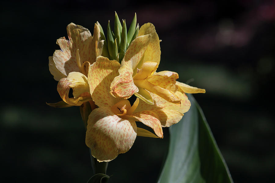 Cannas Amarillo II Photograph by Suzanne Gaff