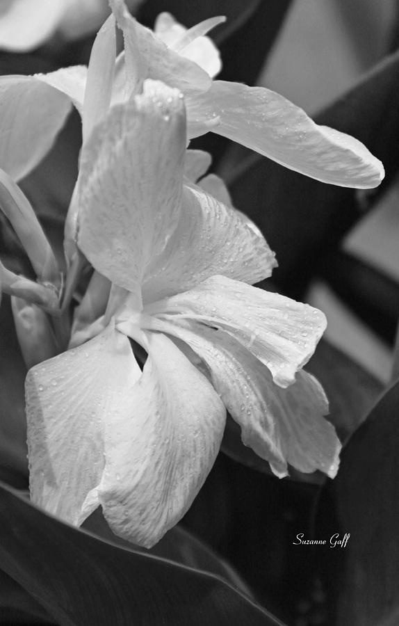 Black And White Photograph - Cannas Amarillo in Black and White by Suzanne Gaff