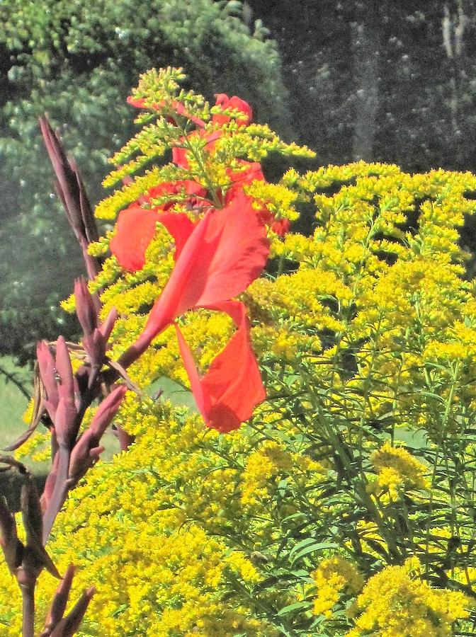 Cannas and Golden Rod Photograph by Paul Meinerth