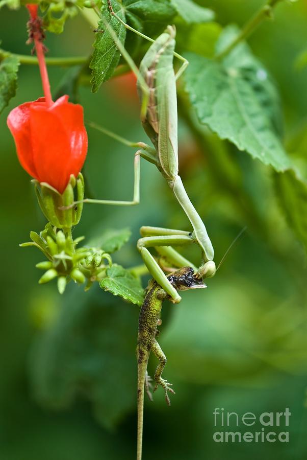 Insects Photograph - Cannibalism by Charles Dobbs