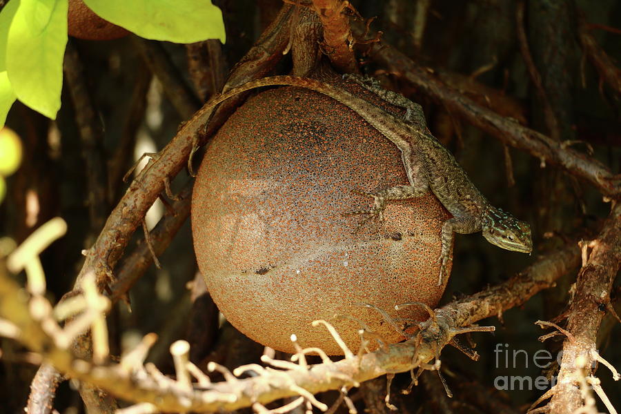 Cannon Ball Tree Fruit With Lizzard Photograph by Christiane Schulze Art And Photography
