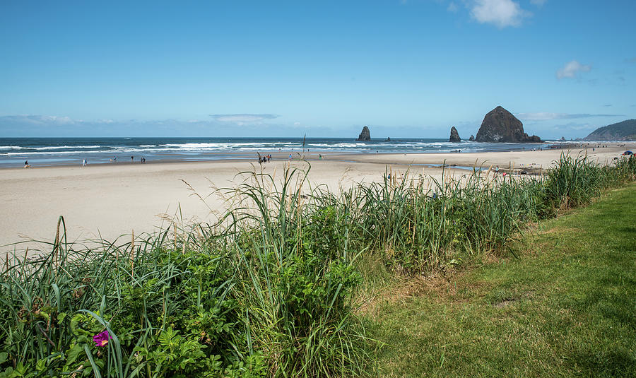 Cannon Beach and Purple Bloom Photograph by Tom Cochran