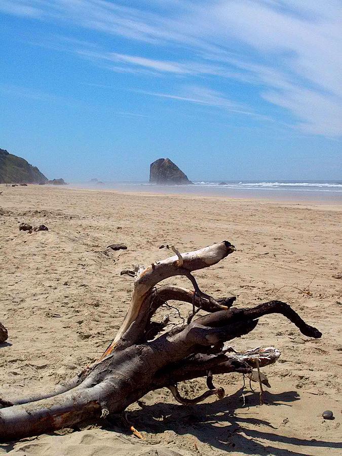 Beach Photograph - Cannon Beach Driftwood by Lori Seaman