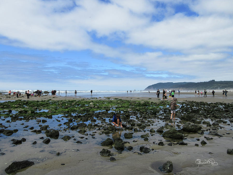 Cannon Beach Tide Pools Photograph by Susan Molnar