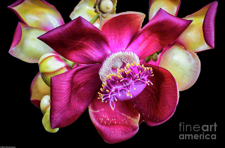 Cannonball  Flower Photograph by Mitch Shindelbower