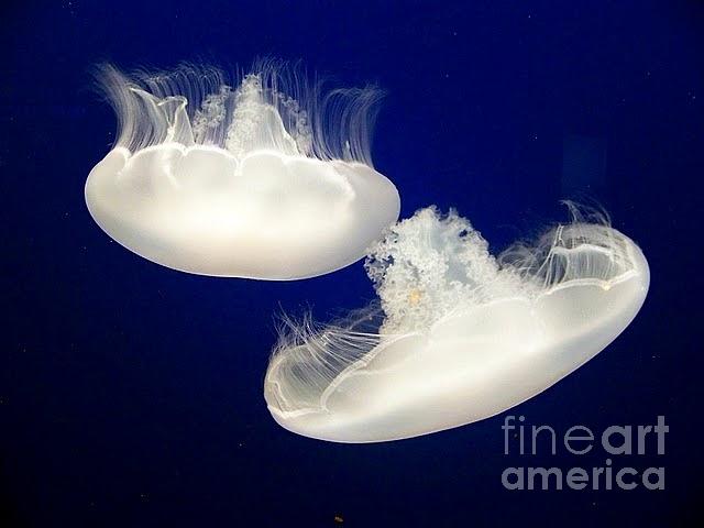 Cannonball Jellies Photograph by Lori Leigh