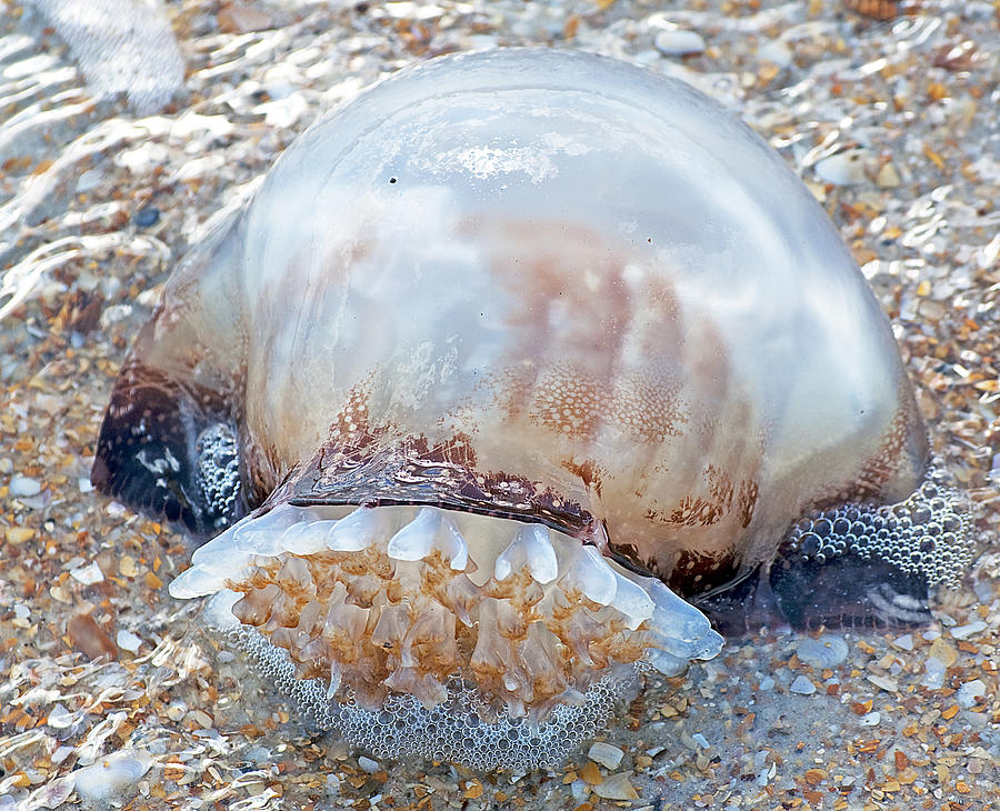 Cannonball Jellyfish Photograph by Kenneth Albin