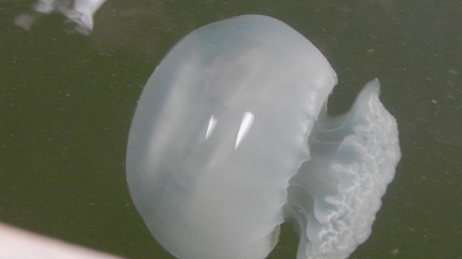 cannonball jellyfish