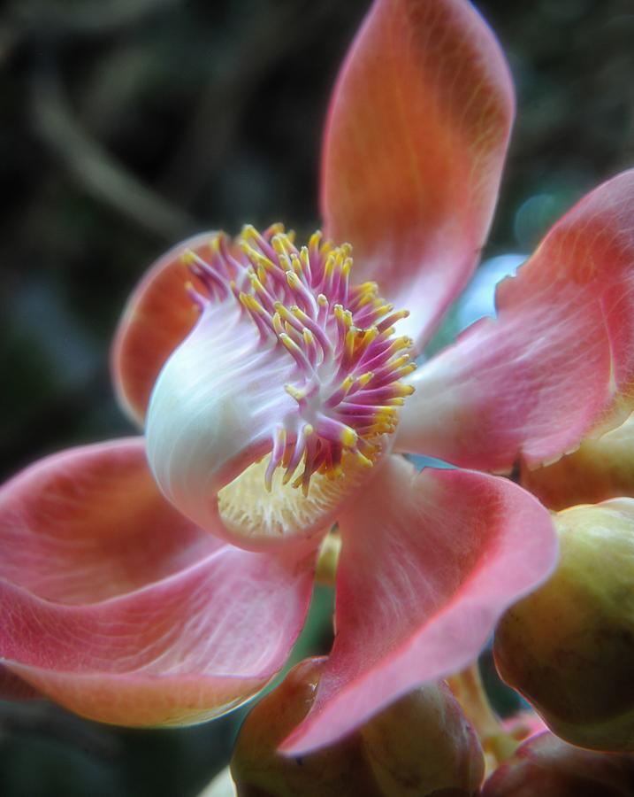 Cannonball Tree Flower Photograph by Heidi Fickinger