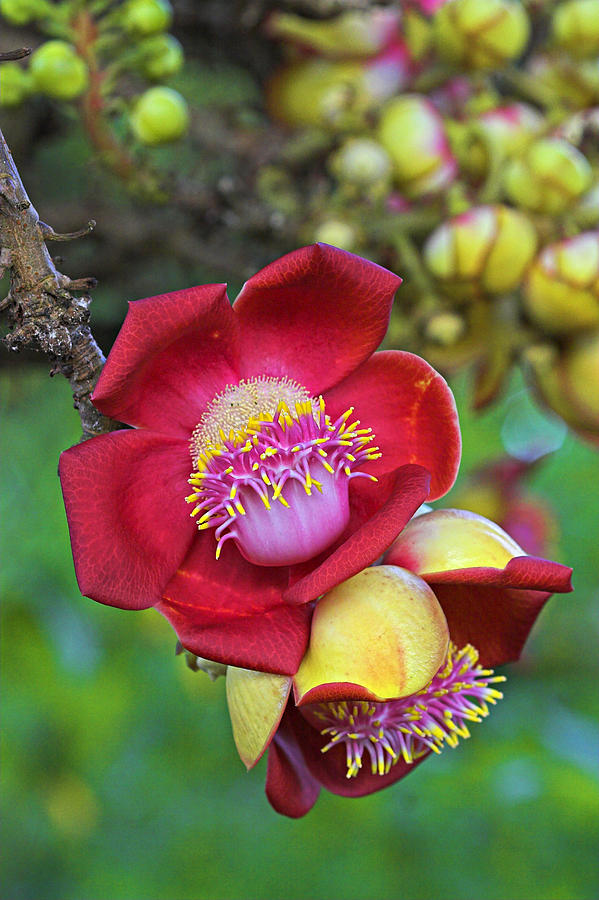 Cannonball Tree Flower-St Lucia Photograph by Chester Williams