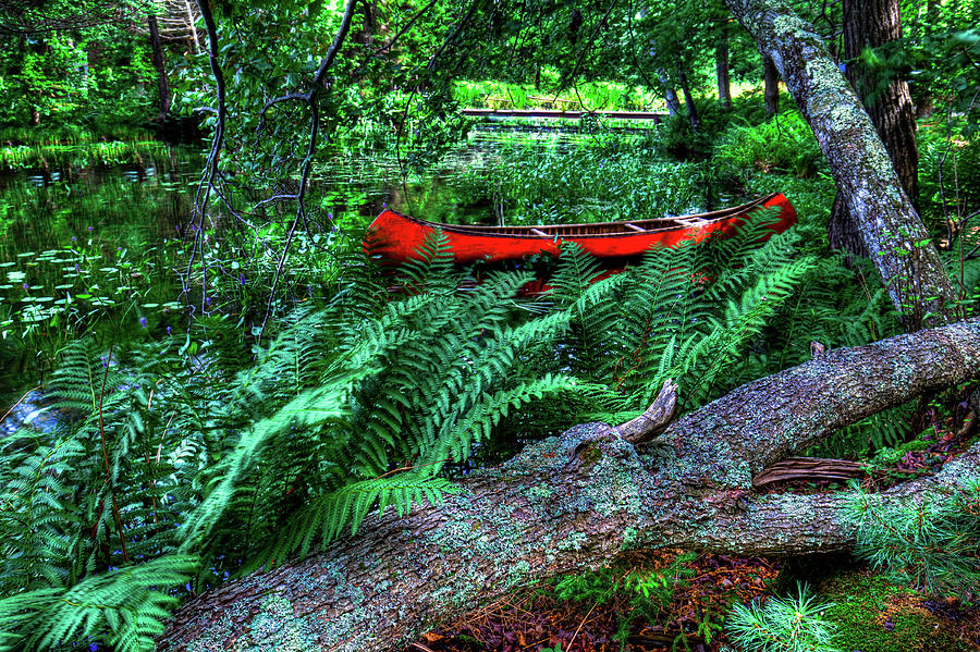 Canoe among the Ferns Photograph by David Patterson