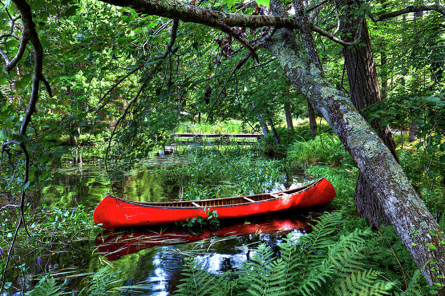 Canoe Under the Canopy Photograph by David Patterson