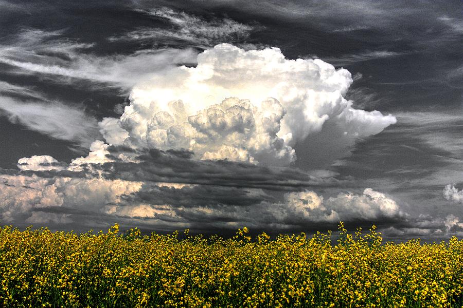 Canola Clouds Photograph by David Matthews