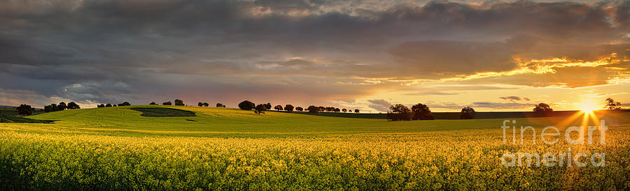 Canola Farmlands As The Sun Sets Photograph