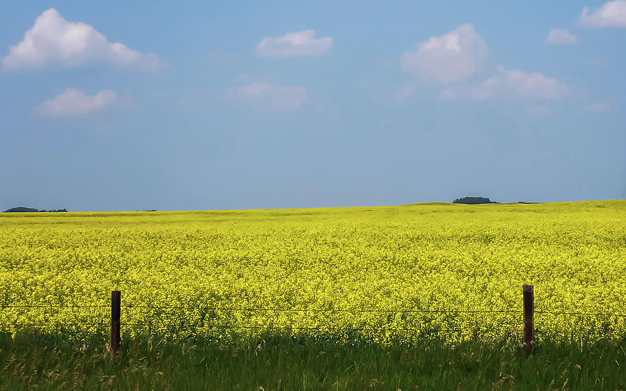Canola Field Alberta Canada Photograph by Terry DeLuco