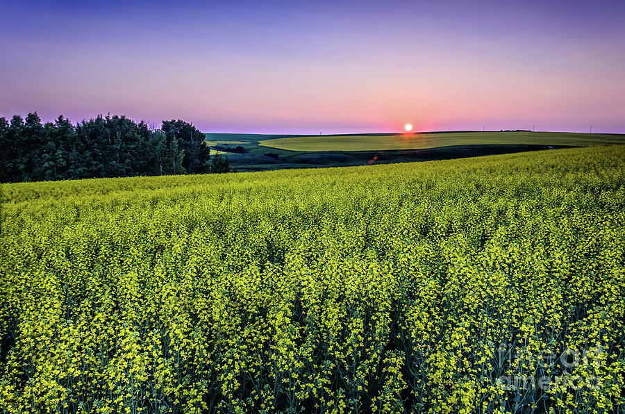 Nature Photograph - Canola field at sunset by Viktor Birkus