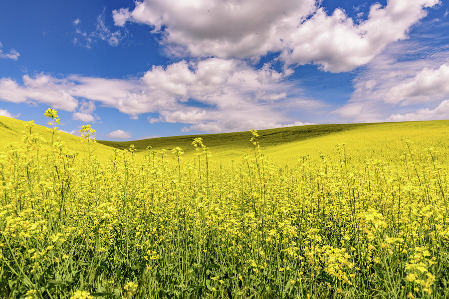 Canola Fields - Palouse - Washington State Photograph by Jon Berghoff ...