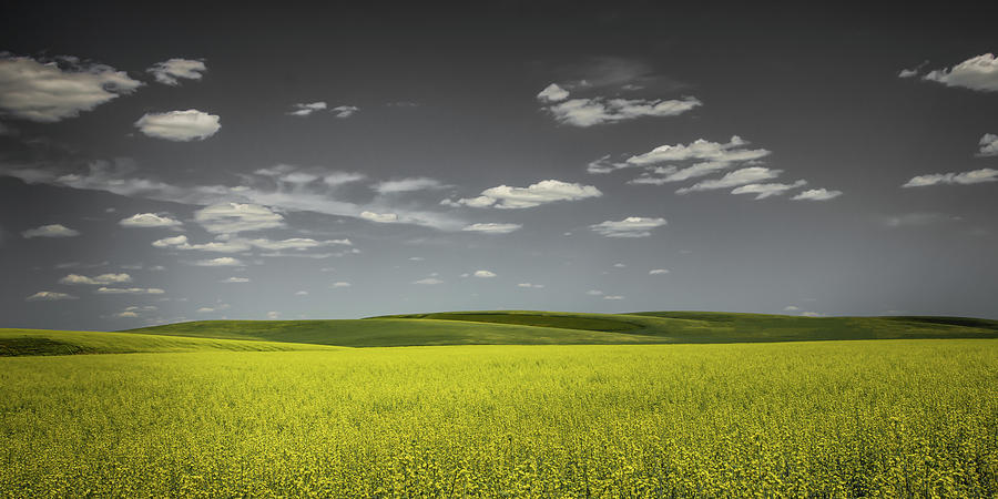 Canola Hills and Dales Photograph by Don Schwartz