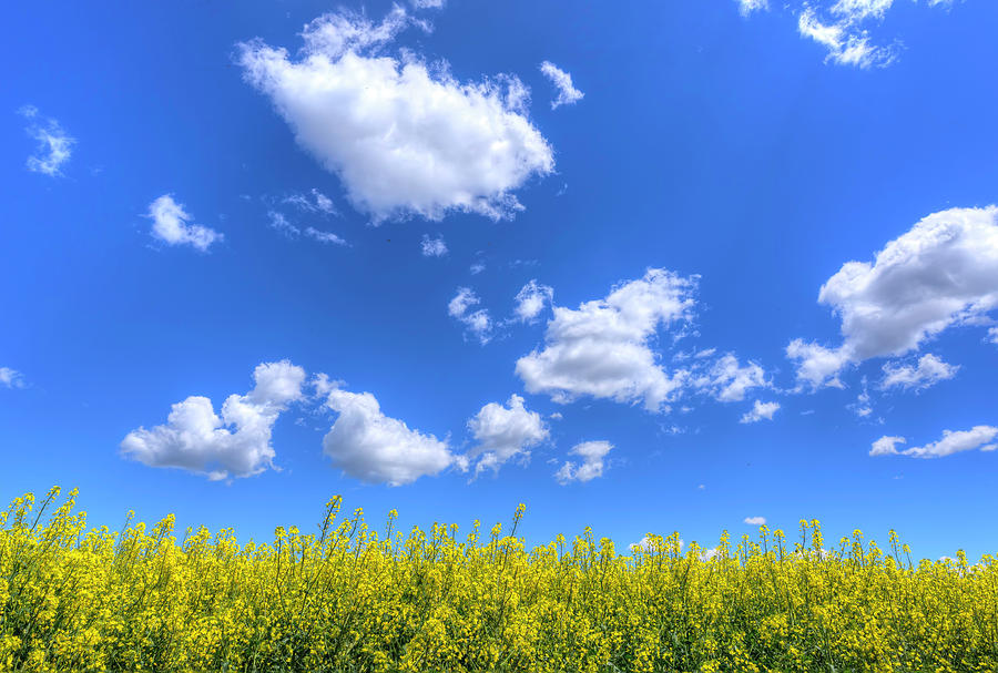 Canola Skies Photograph by Spencer McDonald
