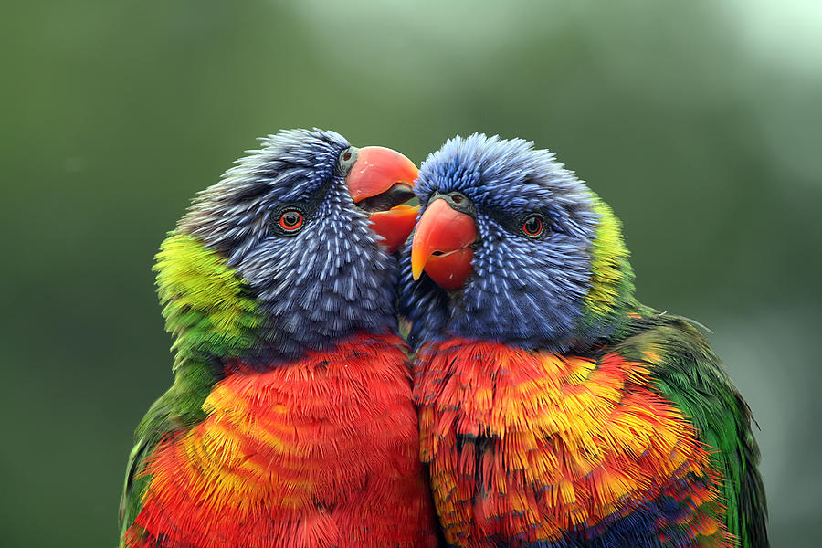 Canoodling In The Rain Photograph By Lesley Smitheringale