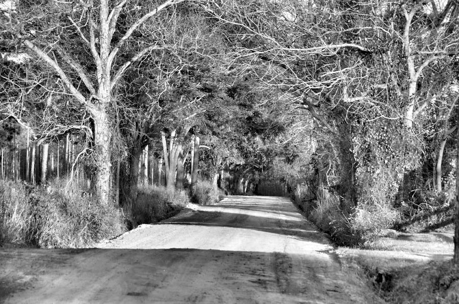 Canopy Clay Road Photograph by Jan Amiss Photography