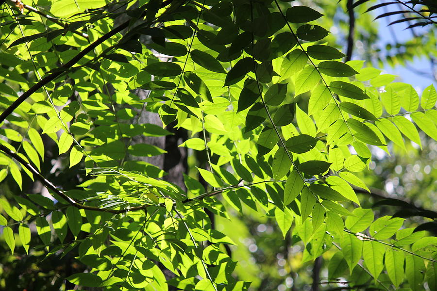 Canopy Photograph by Megan Greenfeld - Fine Art America