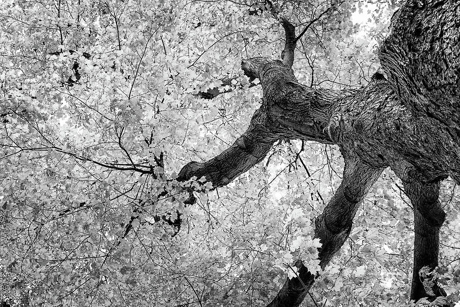 Abstract Photograph - Canopy of Autumn Leaves in Black and White by Tom Mc Nemar