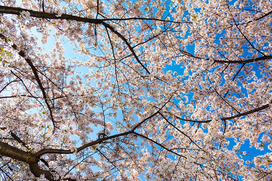 Canopy of Cherry Blossoms Photograph by SR Green