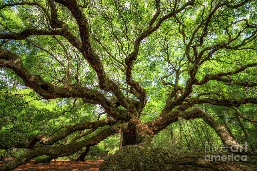 Canopy Of Color at Angel Oak Tree  Photograph by Michael Ver Sprill
