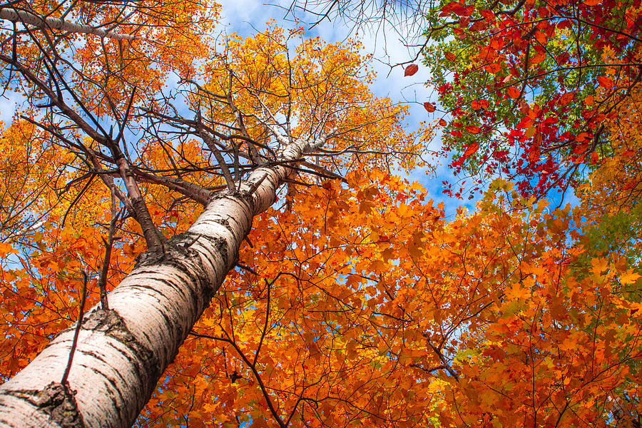 Canopy of Color Photograph by Bill Pevlor