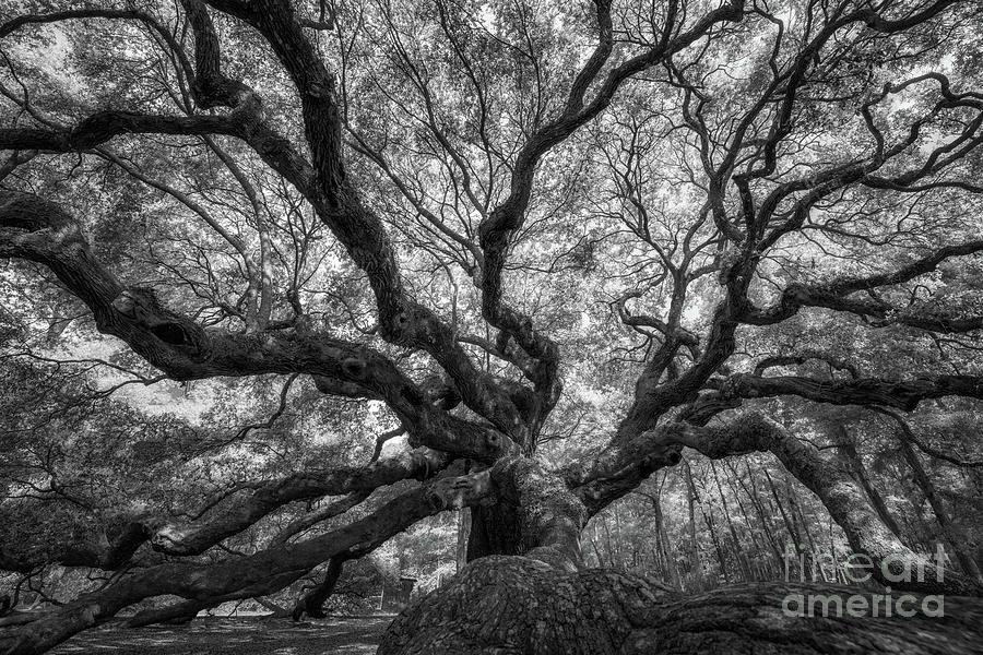 Canopy of Color in BW  Photograph by Michael Ver Sprill