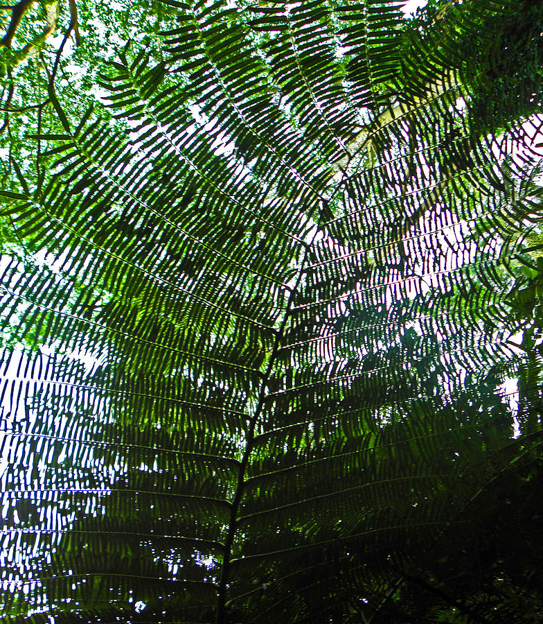 Color Photograph - Canopy of Ferns by Elizabeth Hoskinson