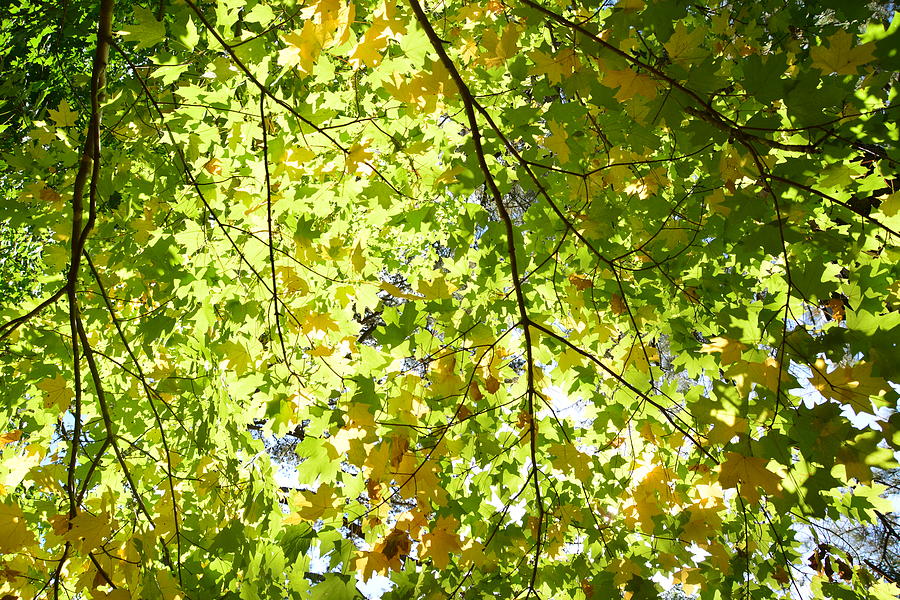 Canopy Of Leaves Photograph By Adrian De Leon Art And Photography