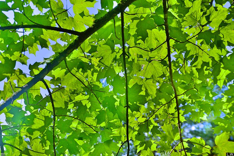 Canopy Of Leaves Photograph By Lisa Wooten Pixels