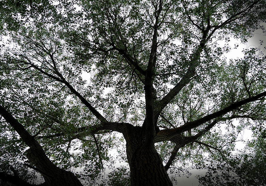 Tree Photograph - Canopy of Life by Steven Milner