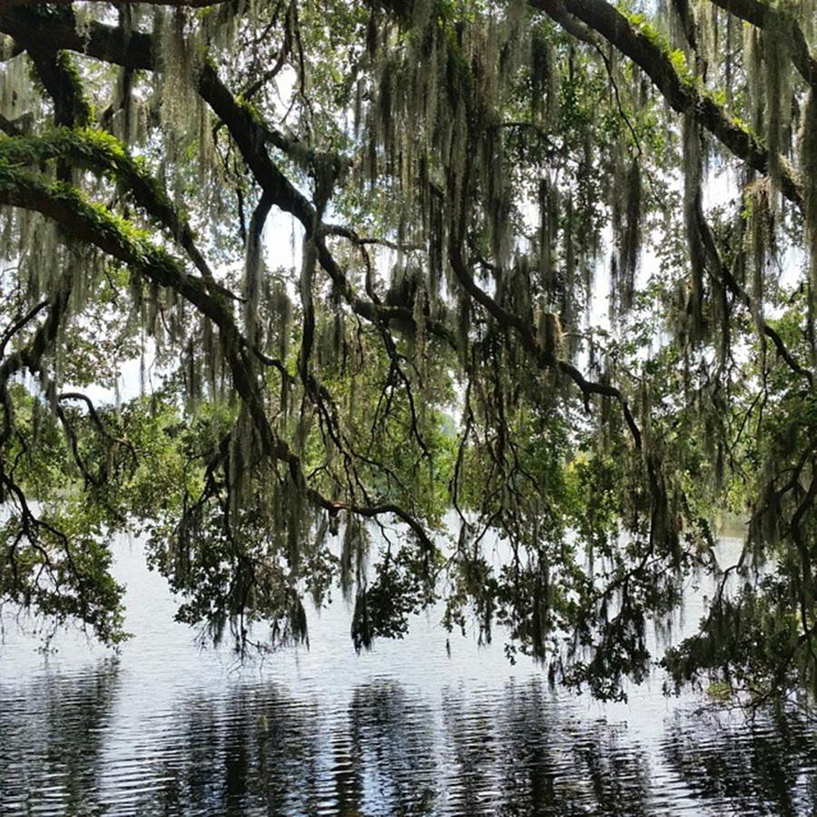 Nature Photograph - Canopy Of Oak Tree Branches Over Lake by Karen Breeze