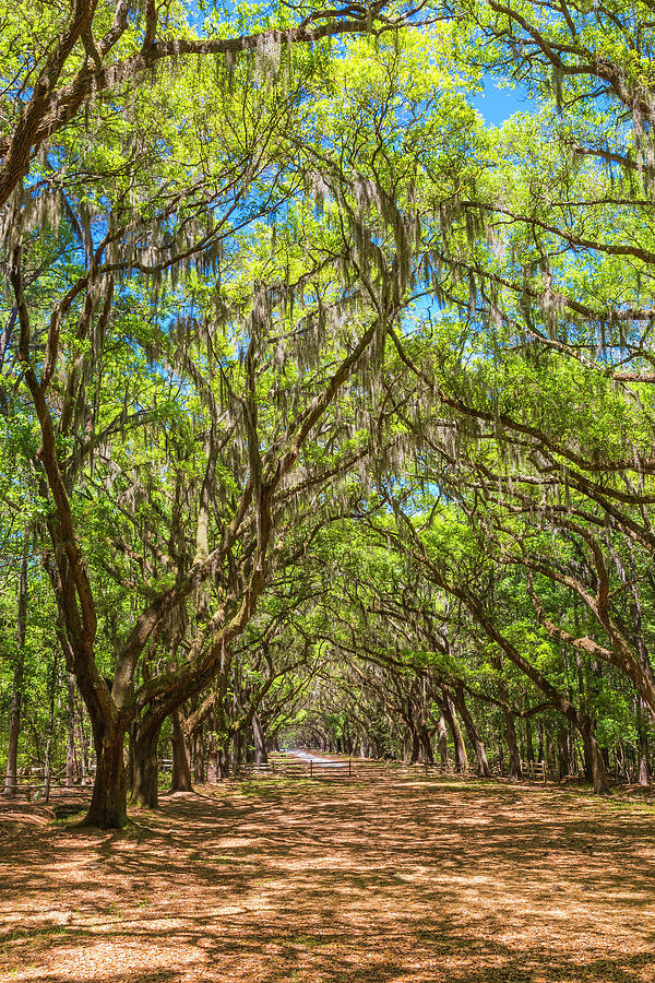 Canopy of old live oak trees draped in spanish moss #05 Photograph by ...